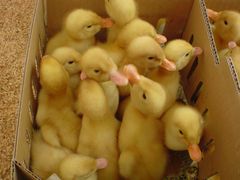 20080615_008_s.jpg