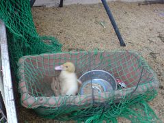 20080625_014_s.jpg