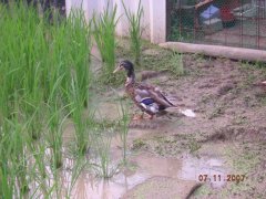 画像 095-s.jpg
