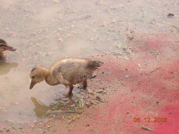 20060612_006-s.jpg