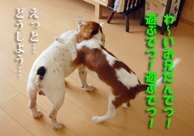 PONPON3