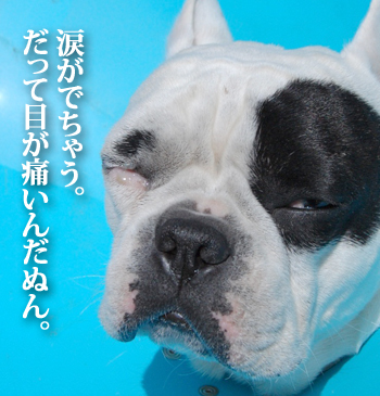 パラボナ3
