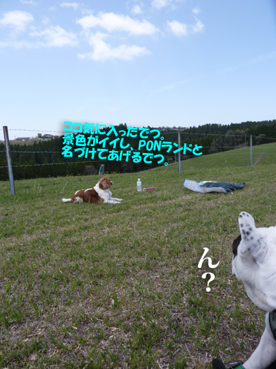 わらび8