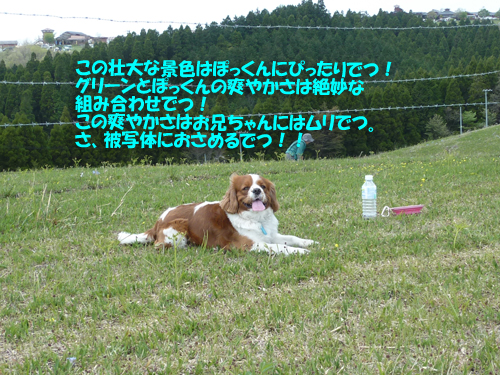 わらび9