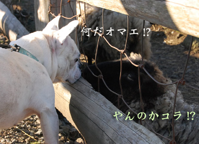 動物3