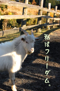 動物4.