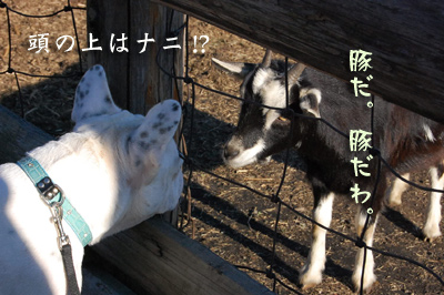 動物5