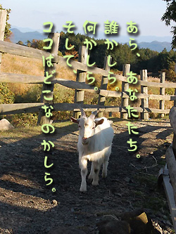 動物6