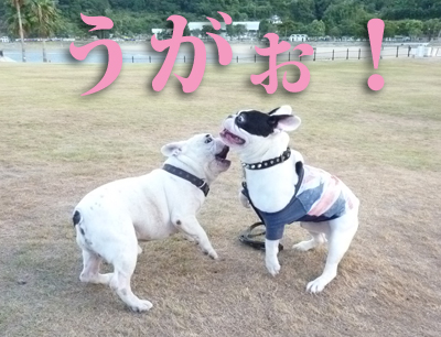 田ノ浦ポン4
