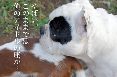 pon1