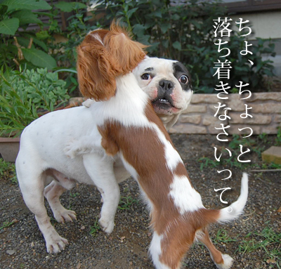 pon4