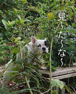 葉2