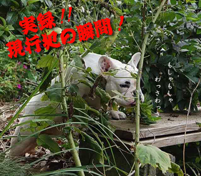 葉4
