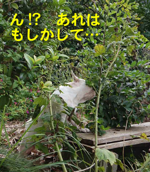 葉5.