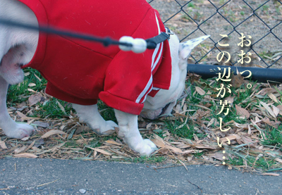 猫2