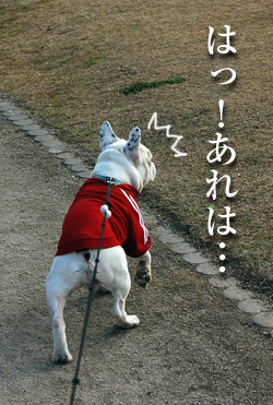 猫4