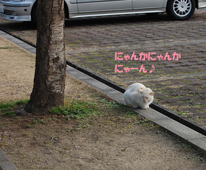 猫5