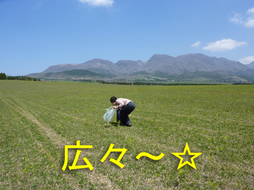 わらび1