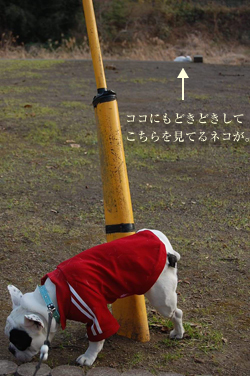 猫7