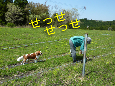 わらび2
