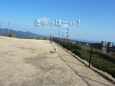 ペット博2