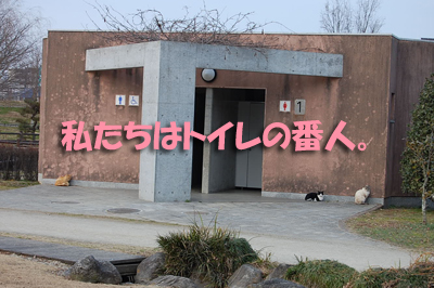 猫8