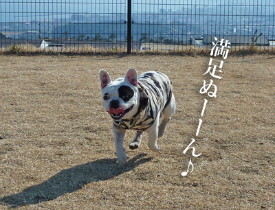 ペット博3