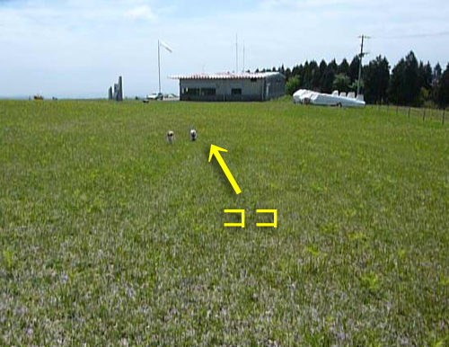 わらび3