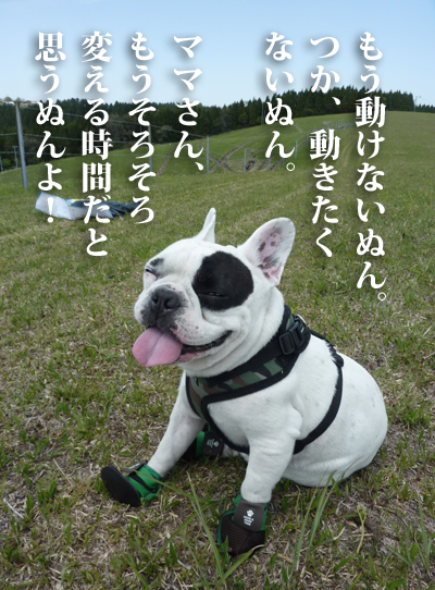 わらび5