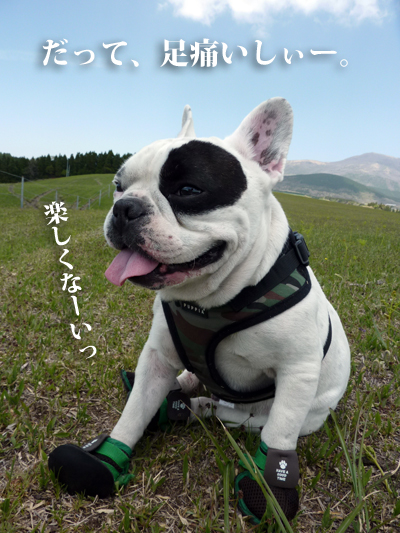 わらび6