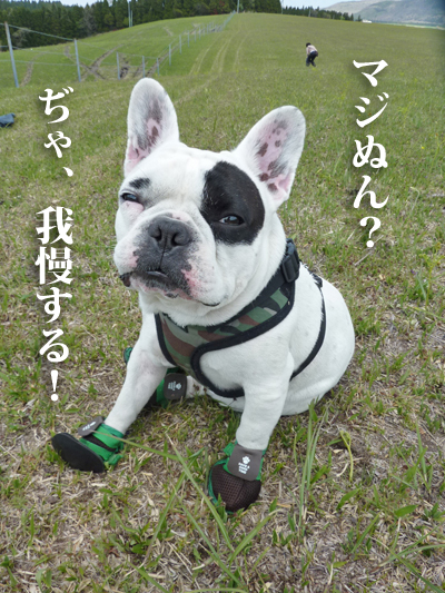 わらび7