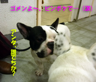 ペット博7