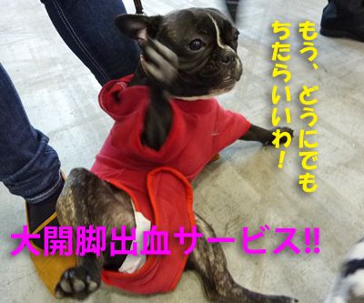 ペット博11