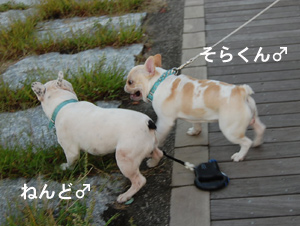 フレ6