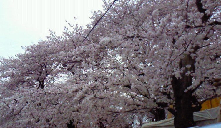 花見3