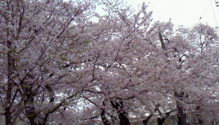 花見4