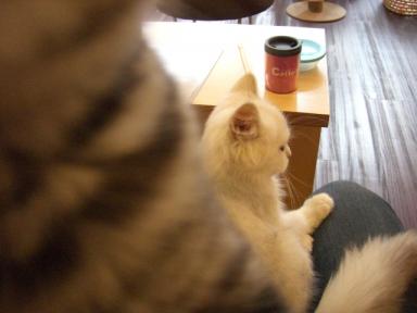 奈良県の生駒駅付近に出来た猫カフェに行って来ました かたずけ猫の掃除改革 楽天ブログ