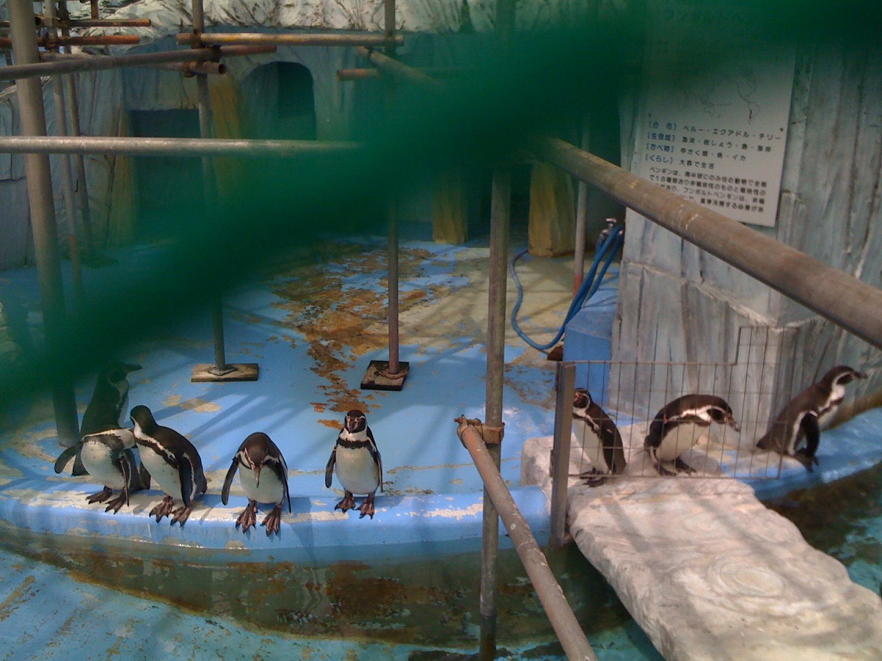 ペンギンたち