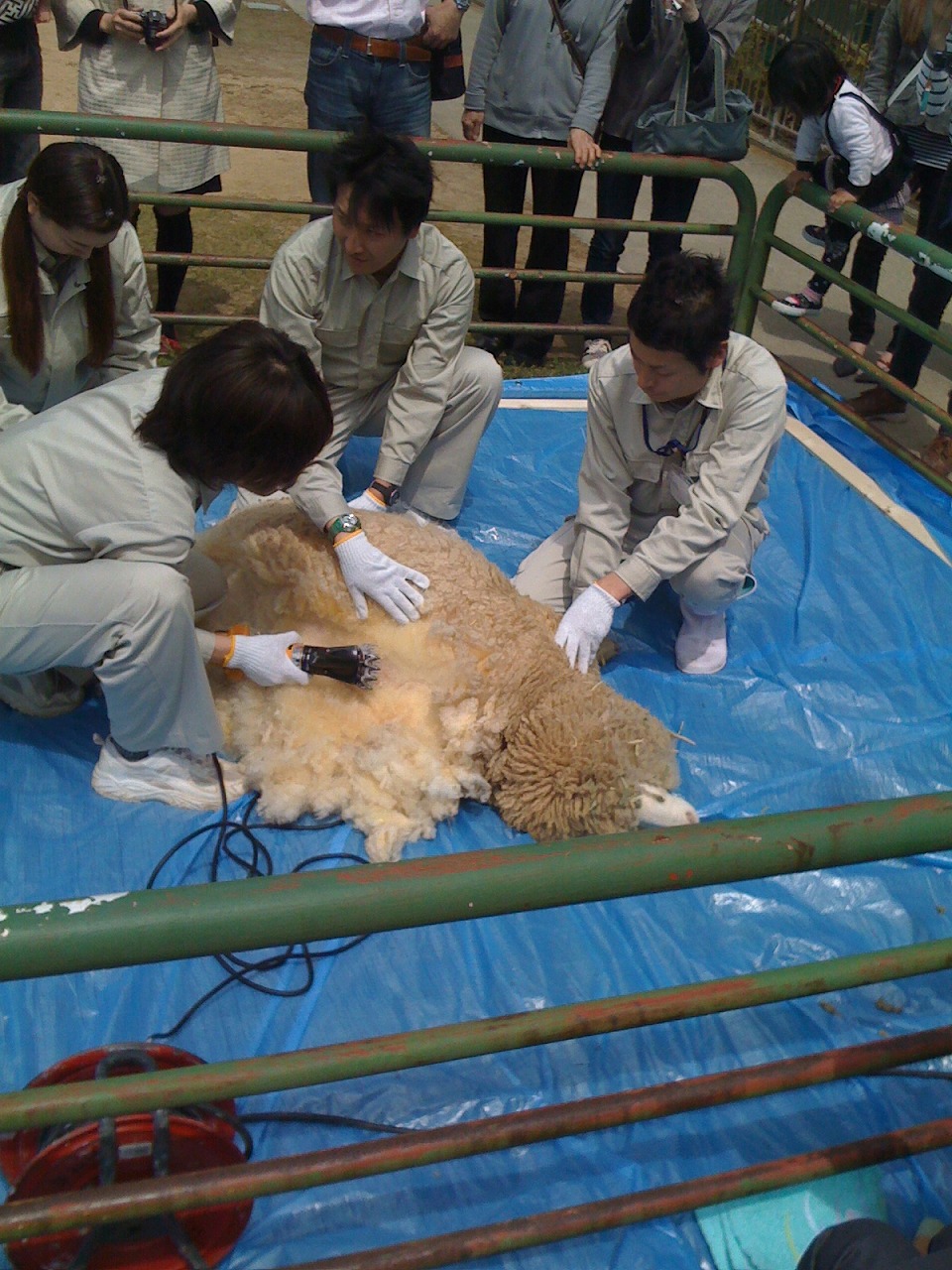 毛刈り