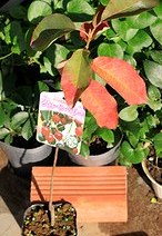 ジューンベリー