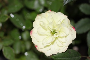 グリーンアイス