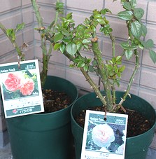 ポルカとボレロ