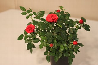 レッドシンフォニー