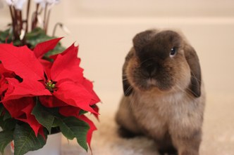 ポインセチアとつき