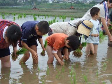 H20.6.22田植え (32).jpg