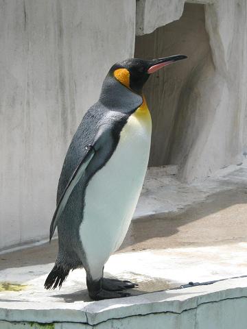 東山動物園 014.jpg