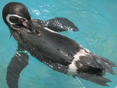 東山動物園 027.jpg