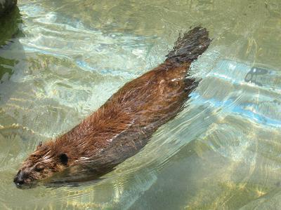 東山動物園 036.jpg