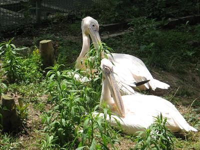 東山動物園 037.jpg