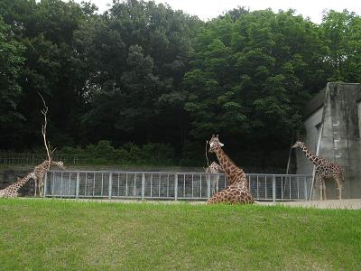 東山動物園 050.jpg